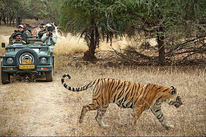 2-Days Private Ranthambhore Tiger Tour from Jaipur - From Jaipur to Ranthambhore: The Part You Shouldn’t DIY