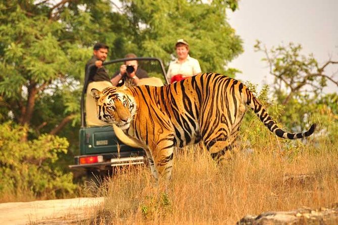 2-Days Private Ranthambhore Tiger Tour from Jaipur - Price and Value: Why $260 Might Make Sense (or Not)