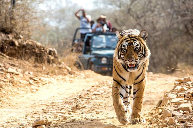 2-Days Private Ranthambhore Tiger Tour from Jaipur - Day 1: Arrival, Check-In, and Your First Time in the Reserve