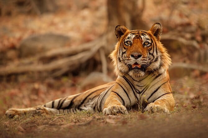 Day Trip from Jaipur to Ranthambore Safari - Key highlights before you go