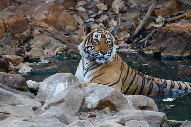Day Trip from Jaipur to Ranthambore Safari - Jaipur to Ranthambore: The long ride that actually matters