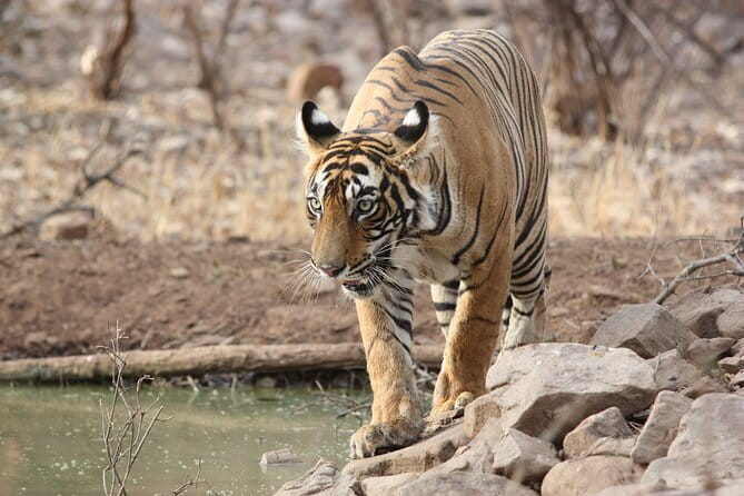 Day Trip from Jaipur to Ranthambore Safari - What you might actually see (and the tiger reality check)