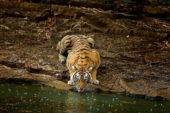 Day Trip from Jaipur to Ranthambore Safari - Gypsy vs Canter: choosing the safari style that fits you