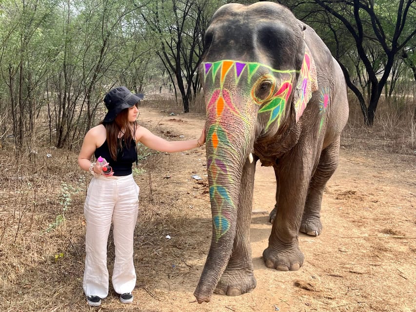 Elefun Best Elephant Sanctuary in Jaipur - The 3-hour flow: meet, feed, paint, walk, and handle the weather