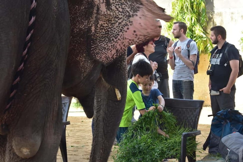 Elefun Best Elephant Sanctuary in Jaipur - Hand-feeding and elephant diet lessons (the bonding part)