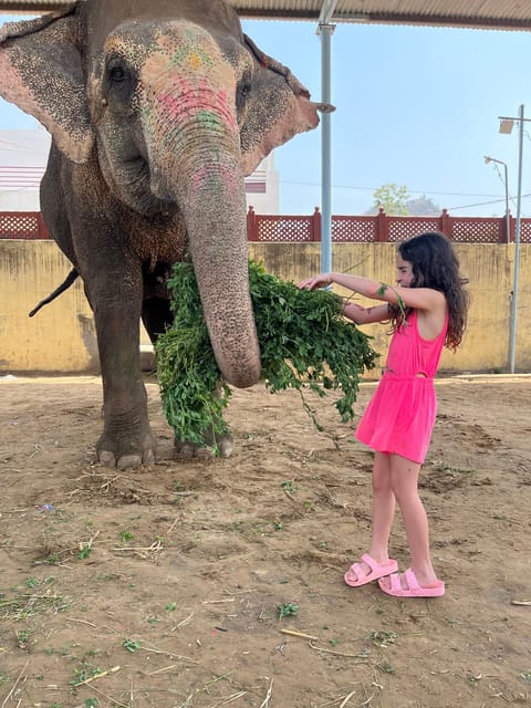 Elefun Best Elephant Sanctuary in Jaipur - Elephant painting with natural, skin-friendly paints