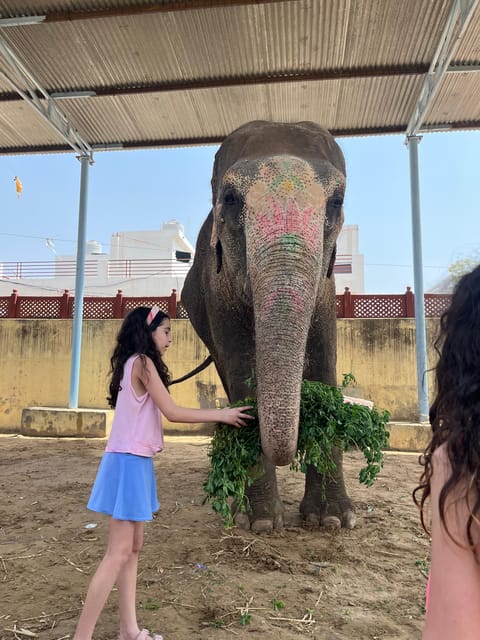 Elefun Best Elephant Sanctuary in Jaipur - Walking alongside elephants (and why it matters)