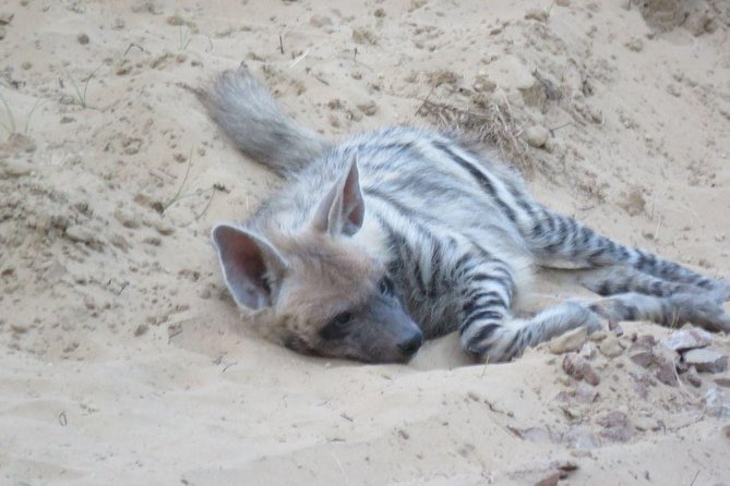 Exclusive Safari at Jhalana Leopard Park Including Transfers - Jhalana from Jaipur: why this safari works for a short visit