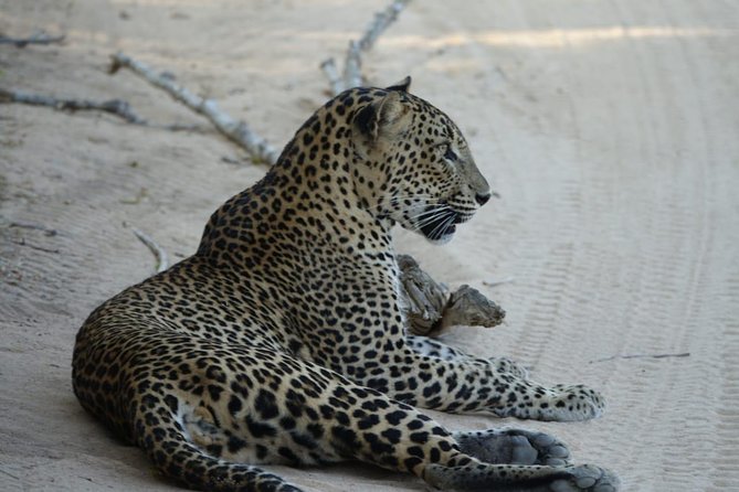 Exclusive Safari at Jhalana Leopard Park Including Transfers - The jeep ride and off-roading: the real spotting advantage