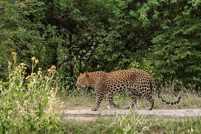 Exclusive Safari at Jhalana Leopard Park Including Transfers - What’s included (and what costs extra) so there are no surprises