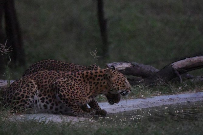 Exclusive Safari at Jhalana Leopard Park Including Transfers - Price and value check: is $162 fair for what you get?