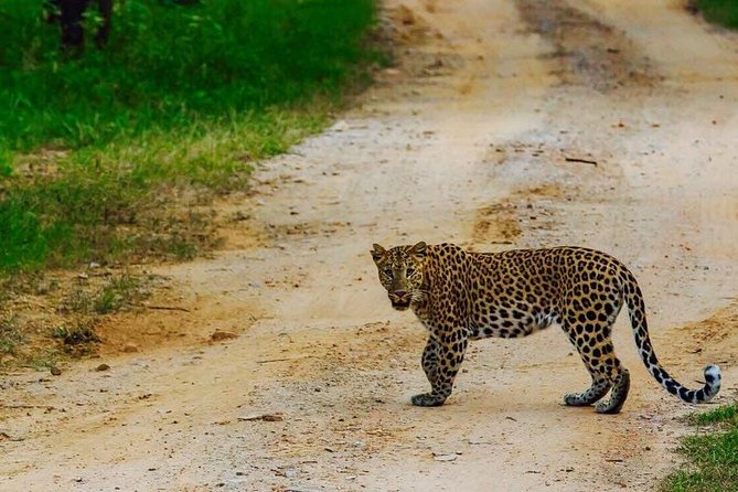 Exclusive Safari at Jhalana Leopard Park Including Transfers - Two safari zones: how the park’s wildlife changes mid-ride