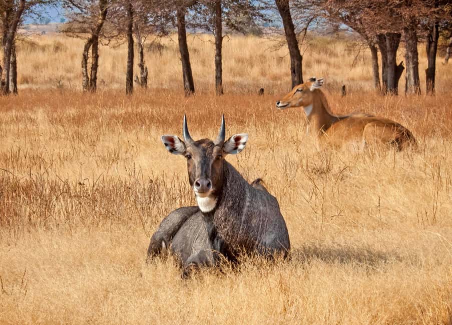 From Jaipur: One Day Trip to Ranthambore Tiger Safari - Ranthambore safari: why this one-day plan feels worth it
