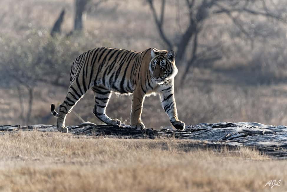 From Jaipur: One Day Trip to Ranthambore Tiger Safari - Group size, privacy, and comfort reality checks