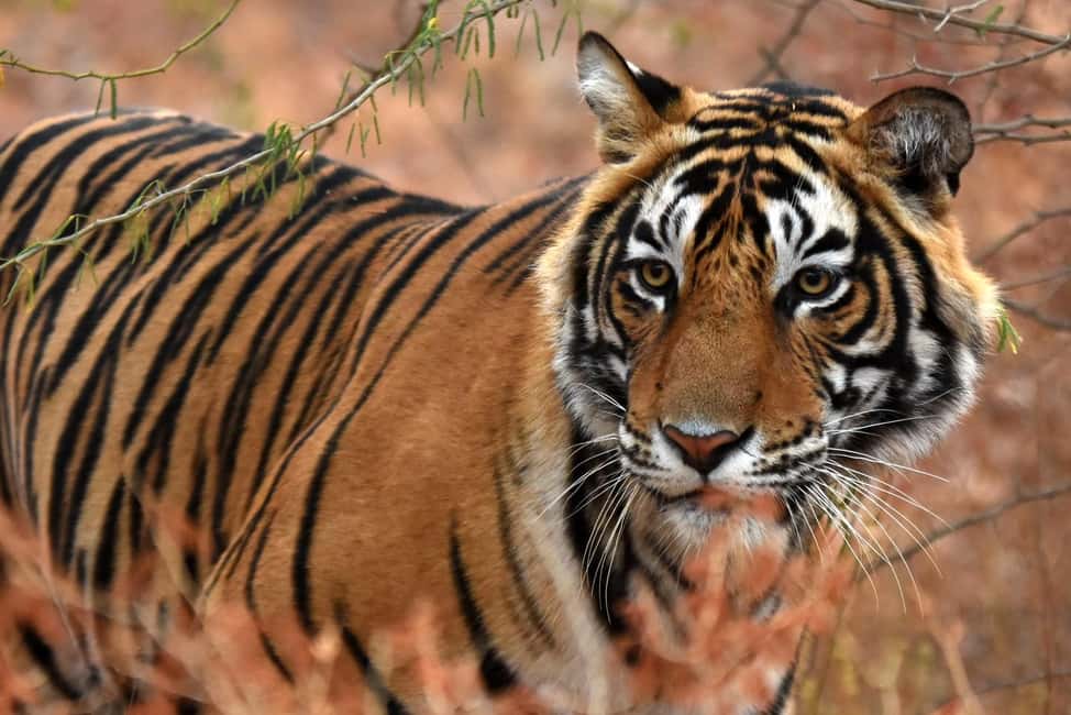 From Jaipur: One Day Trip to Ranthambore Tiger Safari - The Jaipur-to-Sawai Madhopur drive in a private AC vehicle