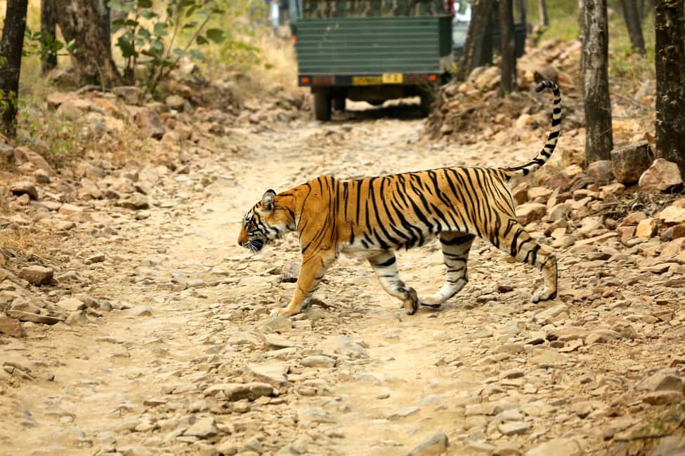 From Jaipur: One Day Trip to Ranthambore Tiger Safari - Jeep vs canter: choosing the right vehicle shape for tiger country