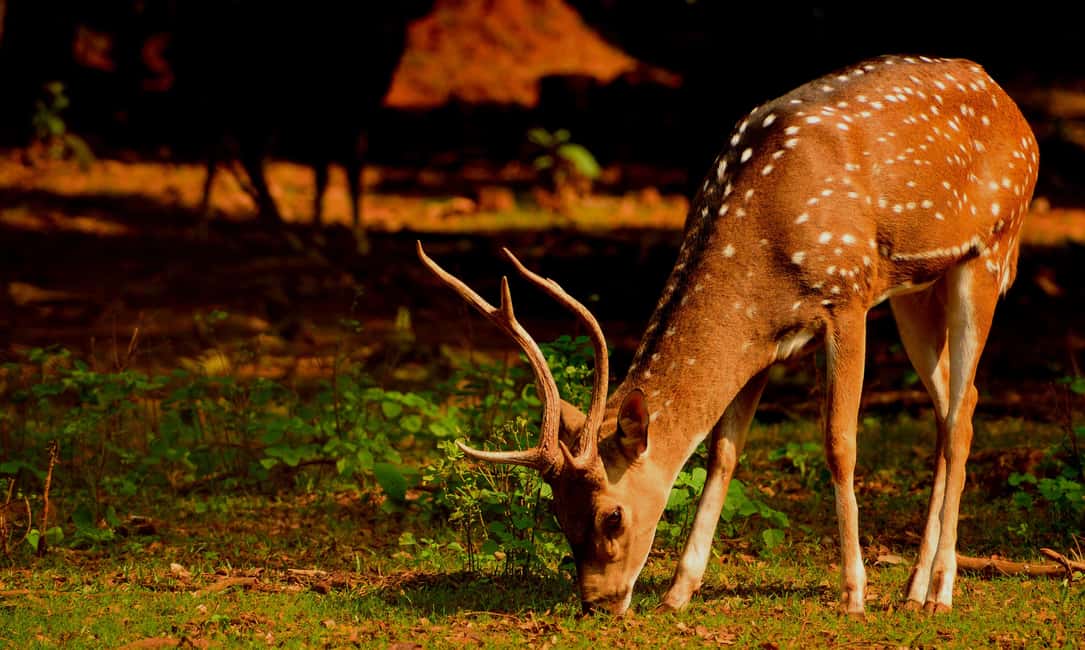 From Jaipur: One Day Trip to Ranthambore Tiger Safari - Wildlife beyond the tiger: what you should actually be watching for
