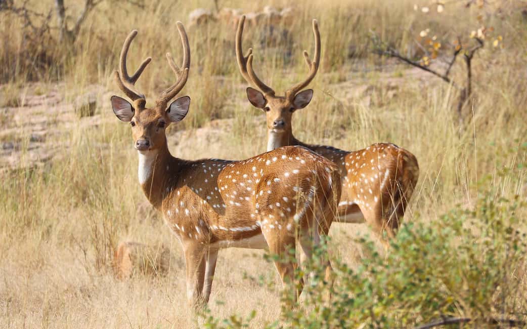 From Jaipur: One Day Trip to Ranthambore Tiger Safari - The reserve setting: fort and ancient temples in a tiger landscape