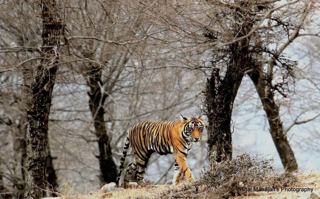 From Jaipur: One Day Trip to Ranthambore Tiger Safari - Your afternoon safari timing: what “2:30 PM start” means in real life