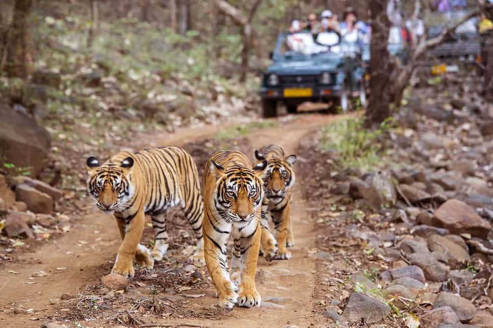 From Jaipur: Praivte Ranthambore Tour By Jeep Canter Safari - The Jaipur Drive to Sawai Madhopur: Comfort and Timing That Matter