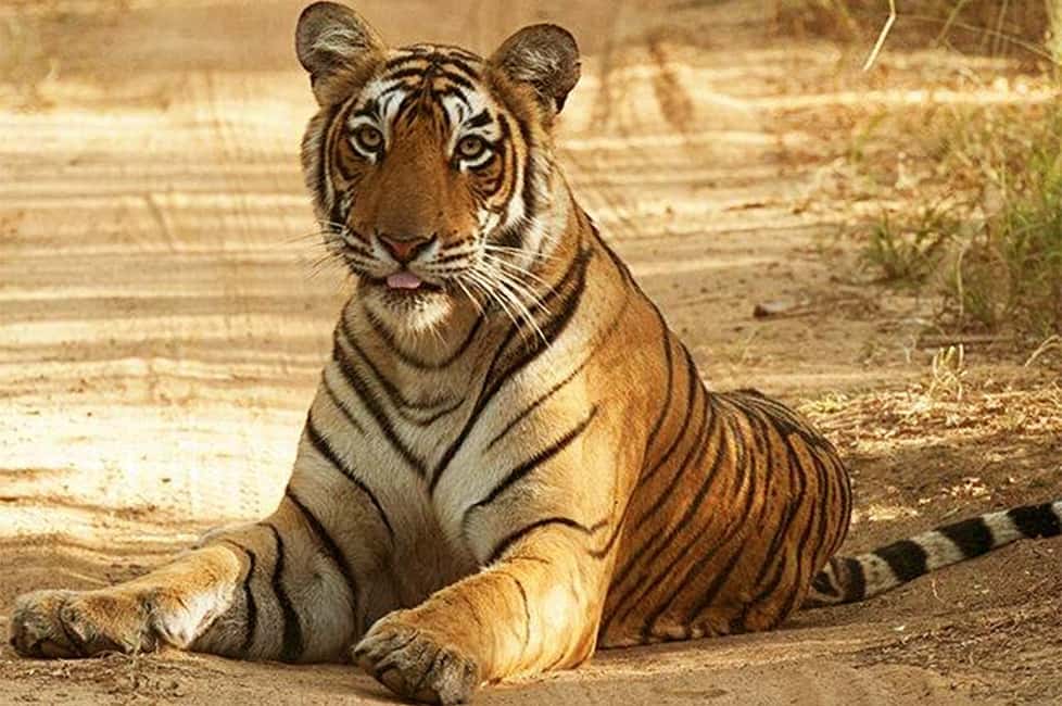 From Jaipur: Praivte Ranthambore Tour By Jeep Canter Safari - Safari Duration: What 2 Hours vs 3–4 Hours Feels Like