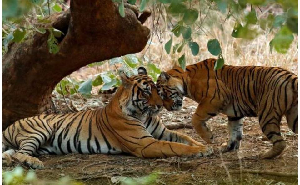 From Jaipur: Praivte Ranthambore Tour By Jeep Canter Safari - Wildlife Reality Check: Tigers, Leopards, Bears, Crocs, and Birds
