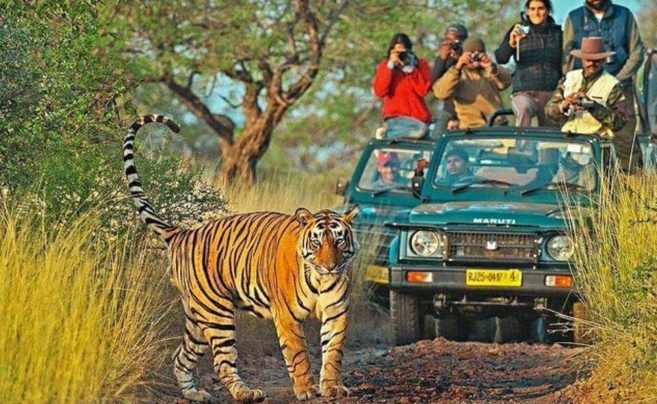 From Jaipur: Praivte Ranthambore Tour By Jeep Canter Safari - The Tiger Chance Factor: Zones and Vehicle Choice