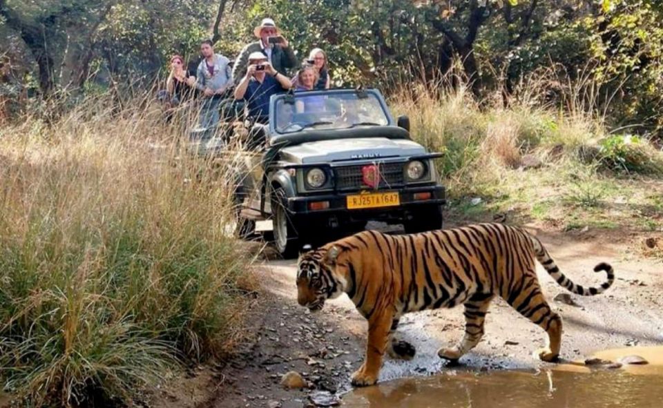 From Jaipur: Praivte Ranthambore Tour By Jeep Canter Safari - Getting Back to Jaipur: Long Day Logistics, Reduced Stress