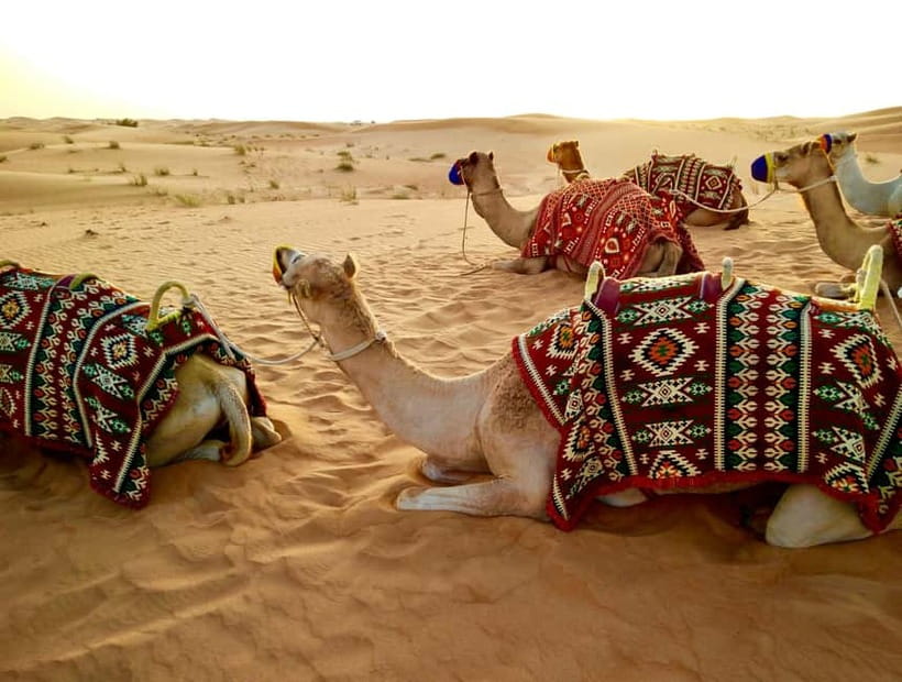 From Jaipur: Pushkar and Ajmer Private Day Trip - How the 11-hour Pushkar–Ajmer day trip runs