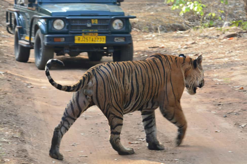 From Jaipur: Ranthambore National Park Day Trip with Safari - Key Things I’d Focus On Before You Go