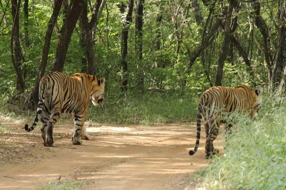 From Jaipur: Ranthambore National Park Day Trip with Safari - Jaipur to Ranthambore: The Aravalli Drive Sets the Tone