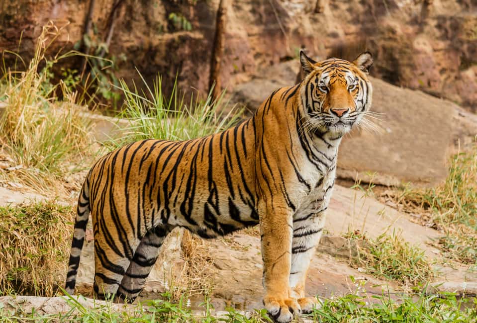 From Jaipur: Ranthambore National Park Day Trip with Safari - Inside Ranthambore: What the Afternoon Safari Actually Feels Like