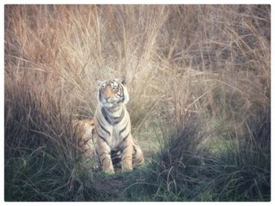 From Jaipur: Ranthambore National Park Day Trip with Safari - The Safari Vehicle Choice: 6-Seater Jeep vs 20-Seater Canter