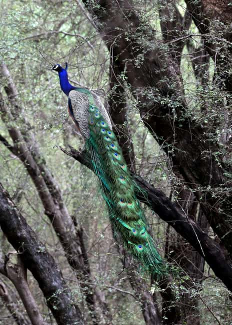 From Jaipur: Ranthambore National Park Day Trip with Safari - Tigers, Crocs, Leopards, and Sloth Bears: What You Can See