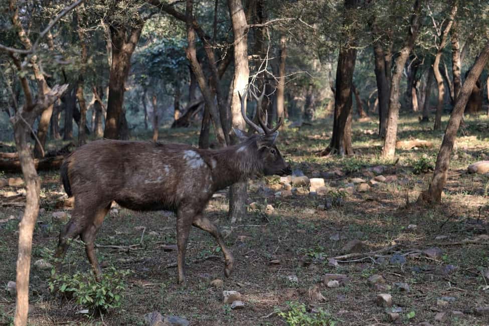 From Jaipur: Ranthambore National Park Day Trip with Safari - Choosing the Best Chances: Zones and Timing