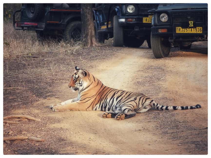 From Jaipur: Ranthambore National Park Day Trip with Safari - Who This Works For (and Who Should Skip It)