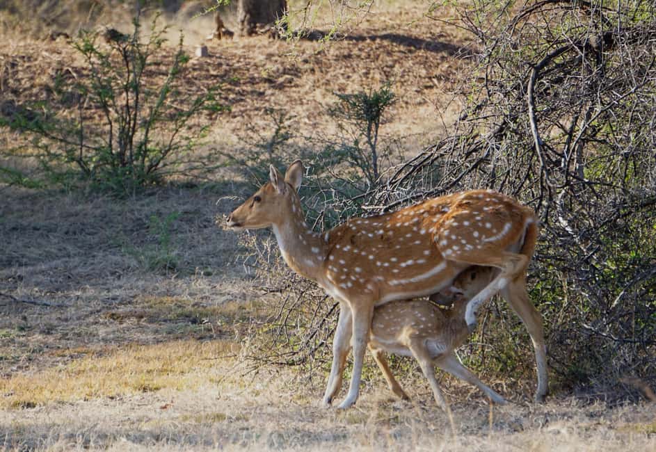 From Jaipur: Ranthambore National Park Day Trip with Safari - What to Bring for Ranthambore Safari Success