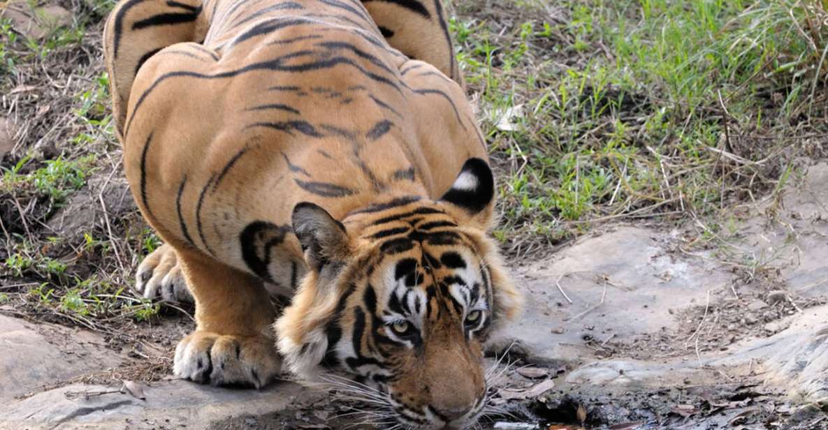 From Jaipur: Ranthambore Tour with Cab - Key things I’d note before you go