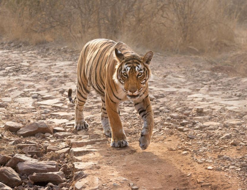 From Jaipur: Ranthambore Tour with Cab - Price and value: what you get for $127 per person