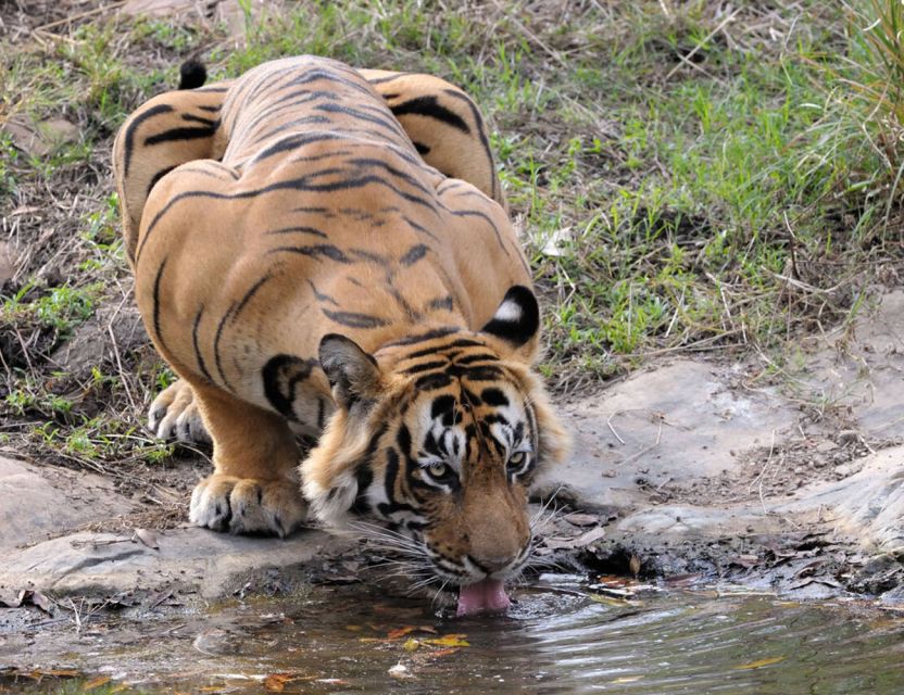 From Jaipur: Ranthambore Tour with Cab - The private AC vehicle: comfort that actually helps