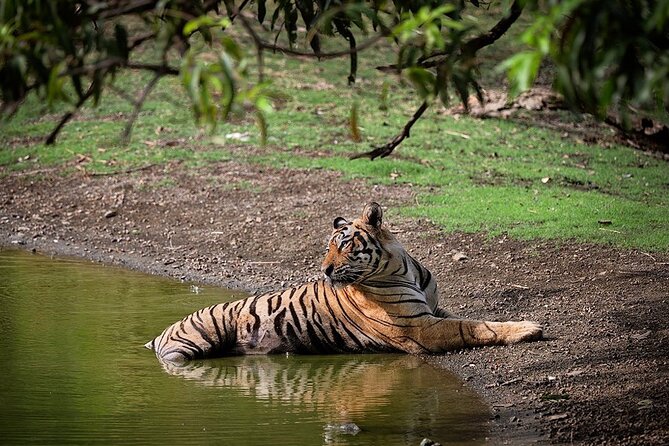 Full-Day Trip to Ranthambore National Park from Jaipur - Key things that make this Ranthambore day trip work