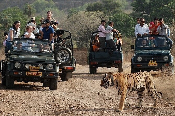 Full-Day Trip to Ranthambore National Park from Jaipur - Pickup timing and the drive: comfort, control, and a reality check