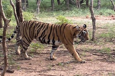 Full-Day Trip to Ranthambore National Park from Jaipur - Ranthambore safari time: jeep vs canter, and why it changes your view