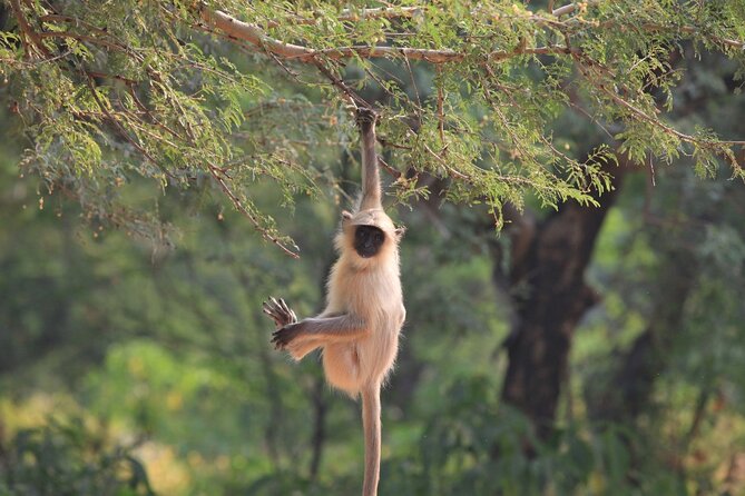 Golden Triangle & Ranthambore: 4-Day Private Tour from Delhi - Jaipur in One Day: Jaigarh Fort Views, Jal Mahal Calm, and the Big Four