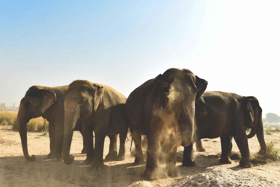 Jaipur: Elefantastic Elephant Sanctuary Tour - Why this Jaipur elephant tour feels different