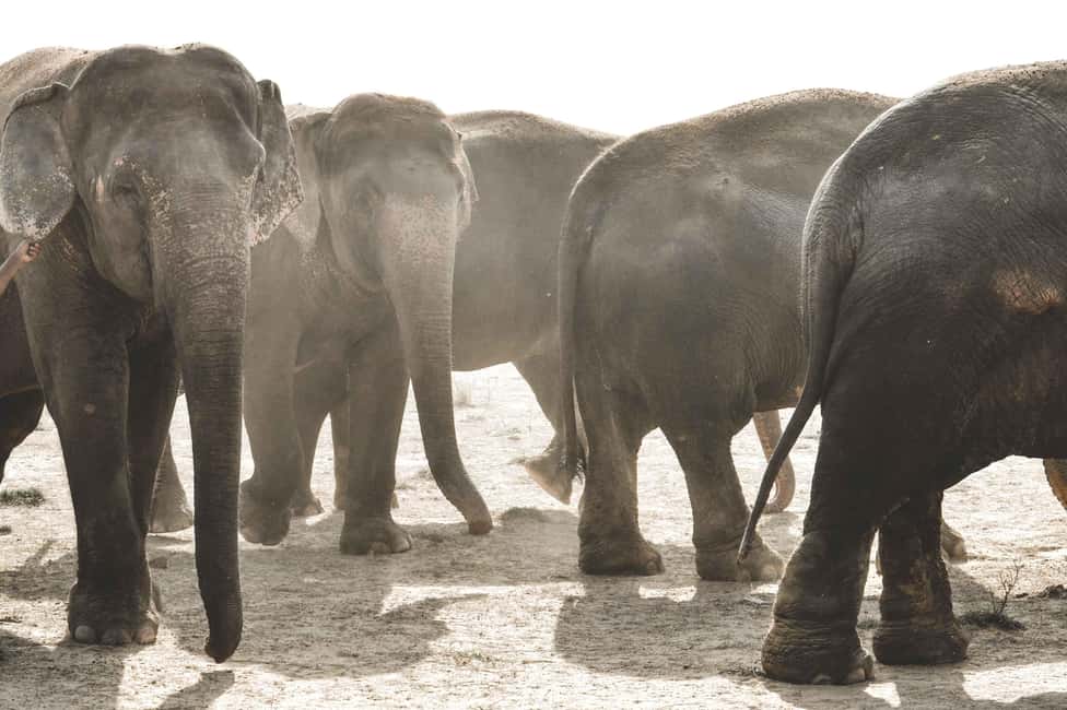 Jaipur: Elefantastic Elephant Sanctuary Tour - Getting there from Jaipur: pick-up, travel time, and how to plan