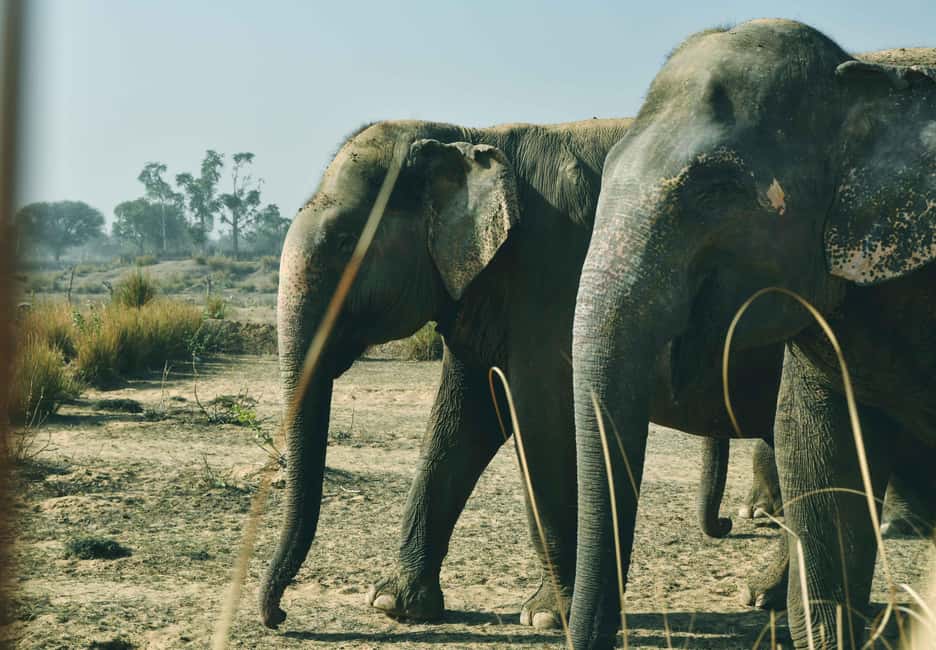 Jaipur: Elefantastic Elephant Sanctuary Tour - Who should book this (and who should skip it)