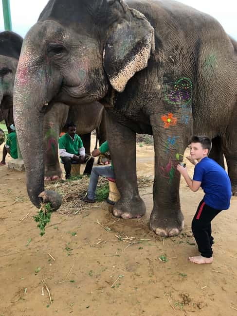 Jaipur: Elephant Interaction Tour - Feeding elephants: where trust becomes real