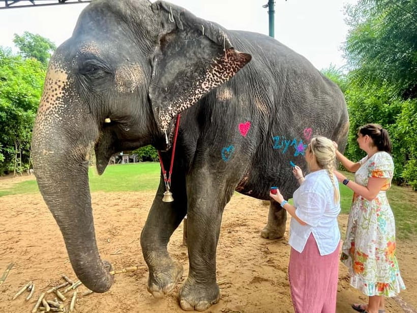 Jaipur: Elephant Interaction Tour - Walking with elephants in the village instead of riding