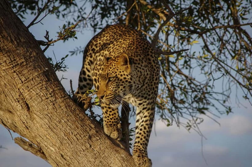 Jaipur: Jhalana Amagarh Leopard Reserve 4×4 Jeep Safari - Key reasons this safari works
